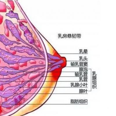 杨佳琦：隆胸会影响哺乳吗？